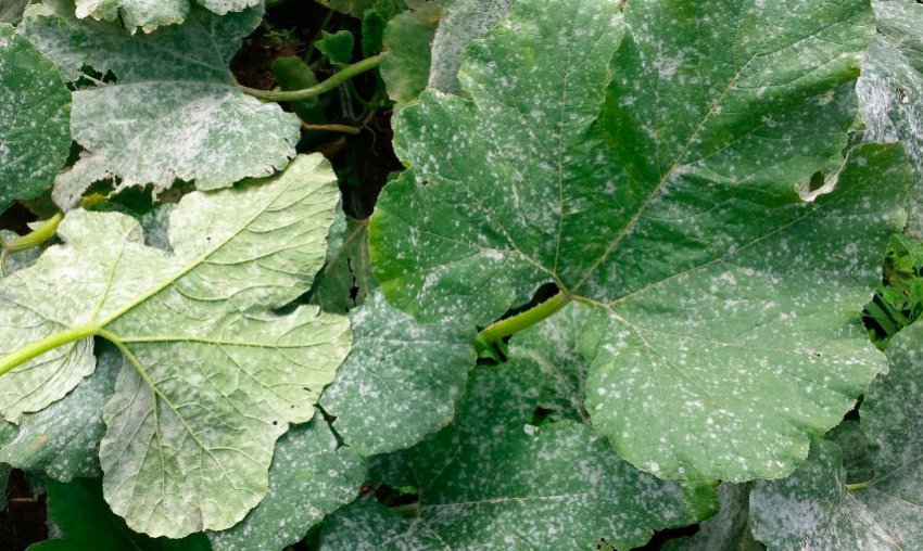 Борошниста роса на гарбузі Борошниста роса на гарбузі