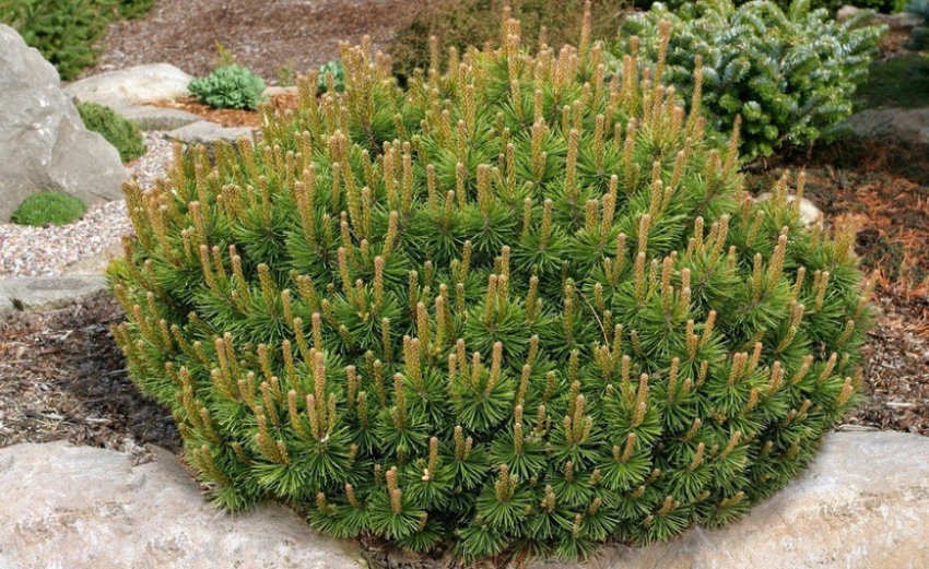 Сосна гірська Сосна гірська