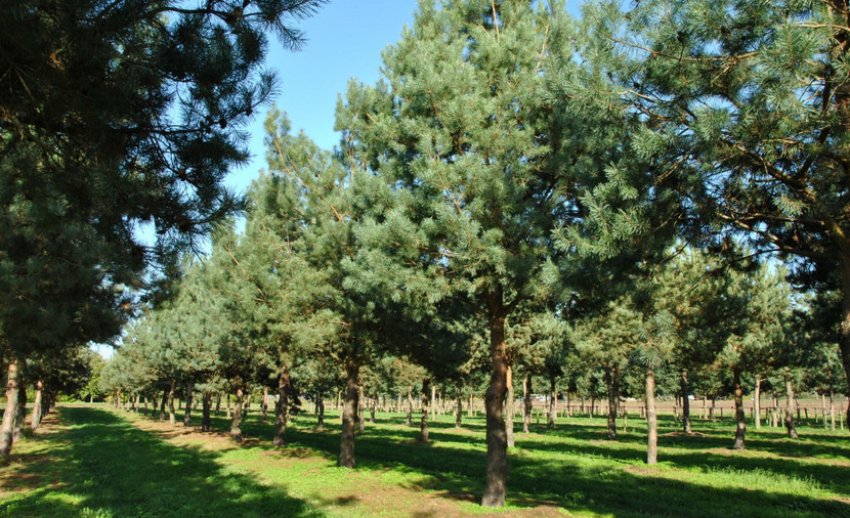 Сосна звичайна Сосна звичайна