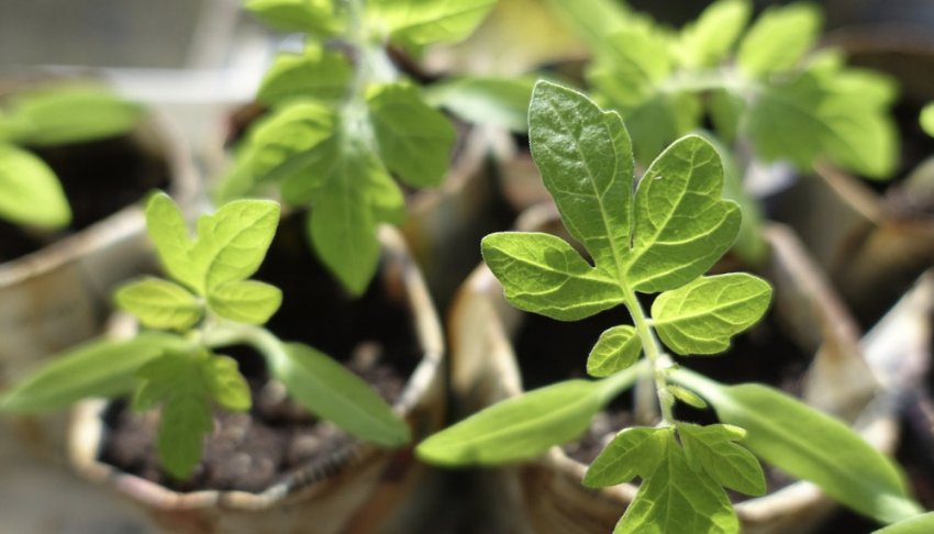 Розсада томатів