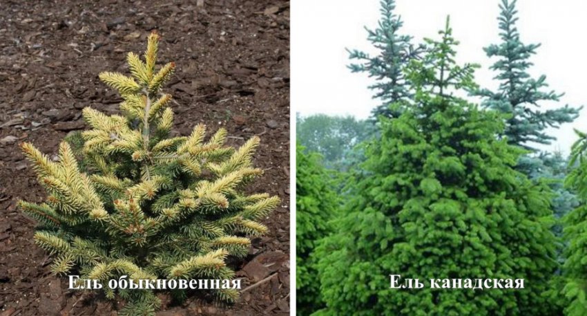 Ялина звичайна і канадська Ялина звичайна і канадська