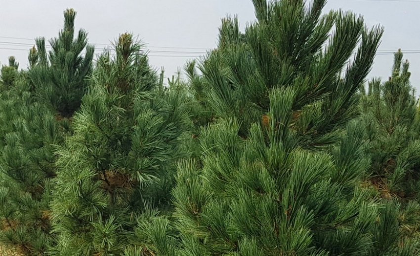 Сосна кедрова європейська Сосна кедрова європейська