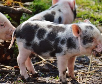 Сумські тваринники рятують від дизентерії свиней рослинними препаратами