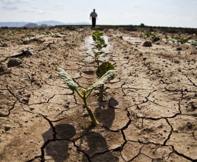 300 гектарів фруктових садів загинули від посухи в Південній Африці