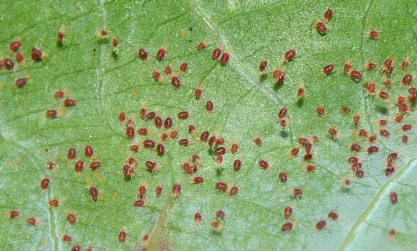 Павутинний кліщ Павутинний кліщ