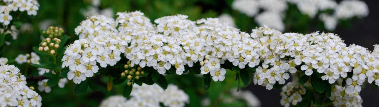 Опис сортів спіреї Ніпонської