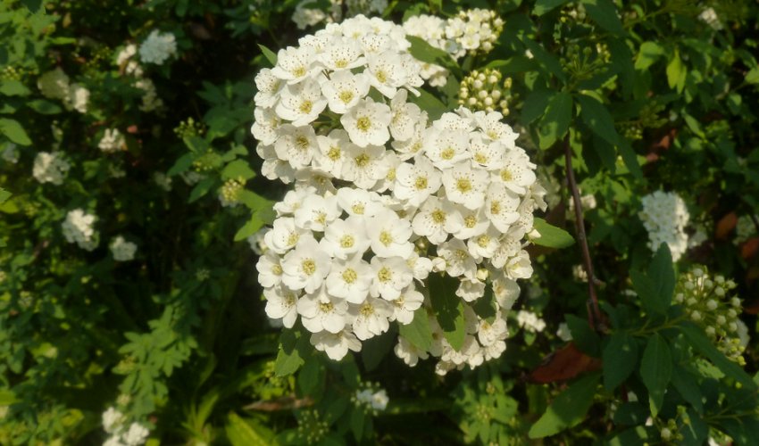 Халвард Сільвер