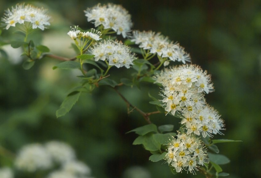 Сорт спіреї Ніпонської