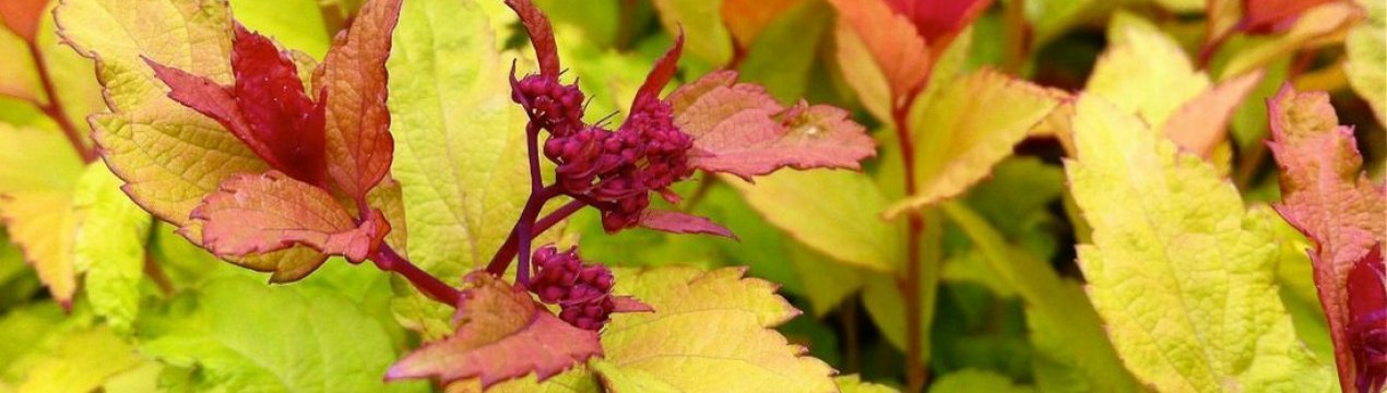 Спірея Файерлайт: опис рослини