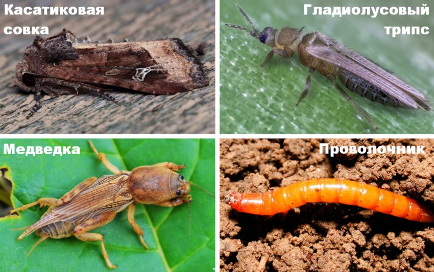 на какую глубину сажать ирисы летом. Смотреть фото на какую глубину сажать ирисы летом. Смотреть картинку на какую глубину сажать ирисы летом. Картинка про на какую глубину сажать ирисы летом. Фото на какую глубину сажать ирисы летом