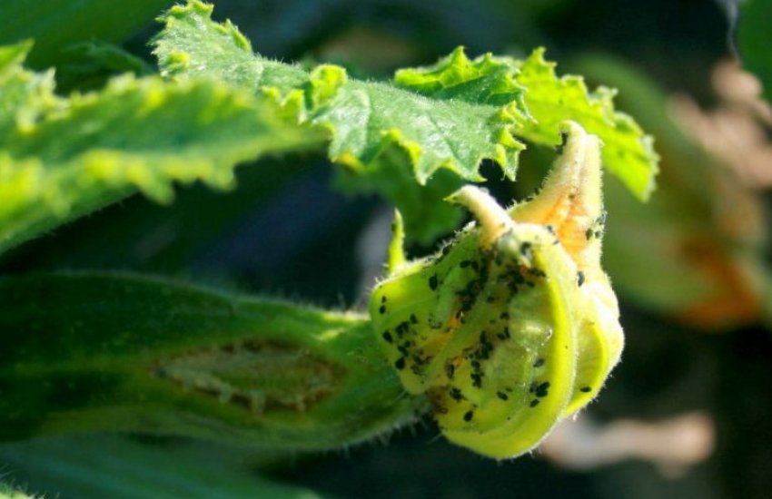 Баштанна попелиця Баштанна попелиця
