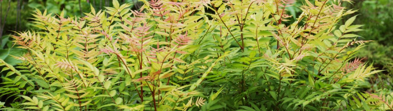 Спірея з листям, схожими на горобину