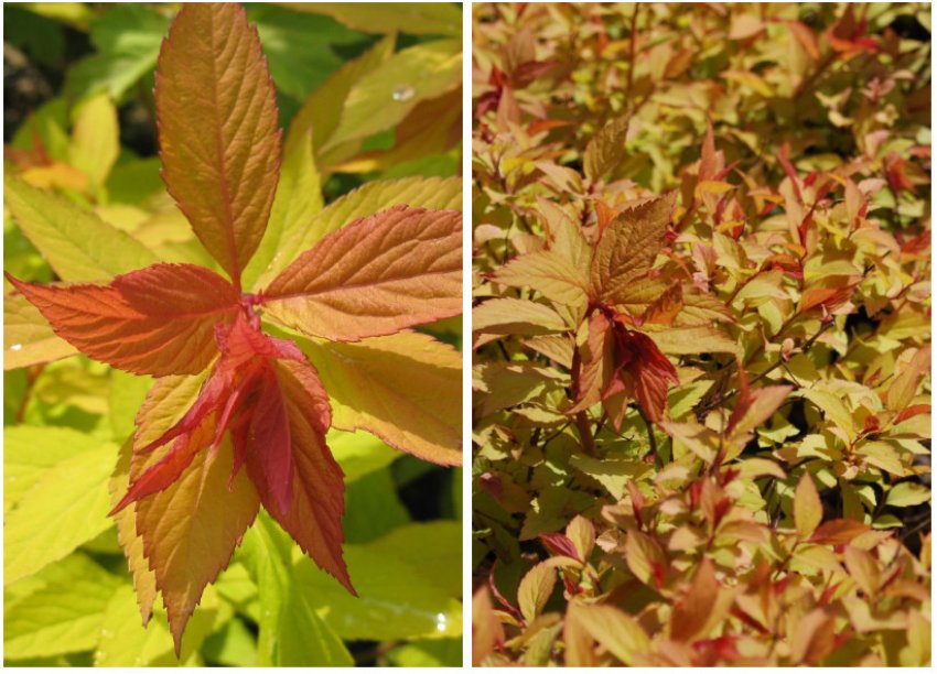 Спірея Файерлайт