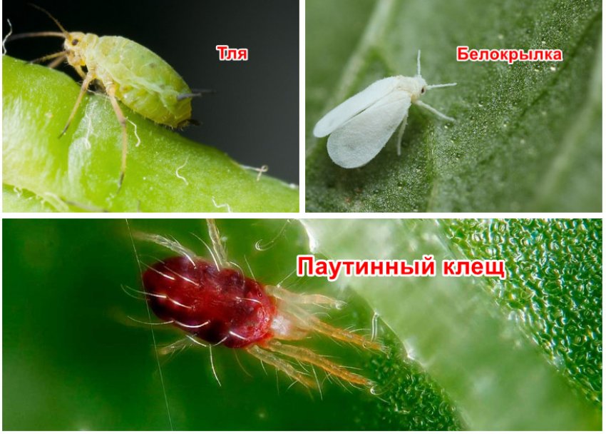 Шкідники спіреї