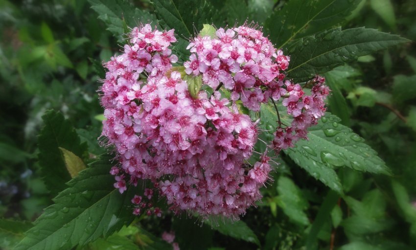 Рожева спірея Рожева спірея