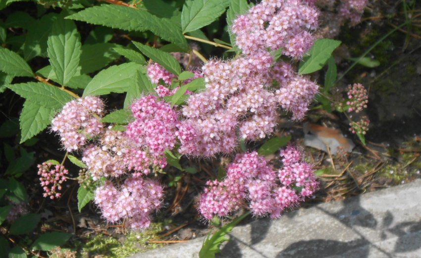 Спірея Фрутишана Спірея Фрутишана