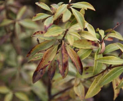 Спірея: хвороби і шкідники, лікування та профілактика