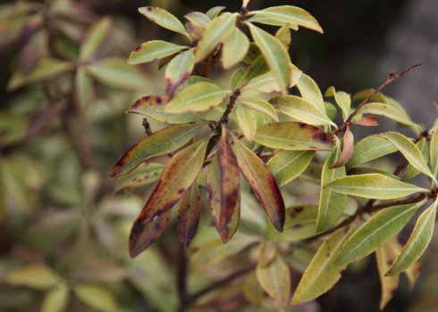 Спирея: болезни и вредители, лечение и профилактика