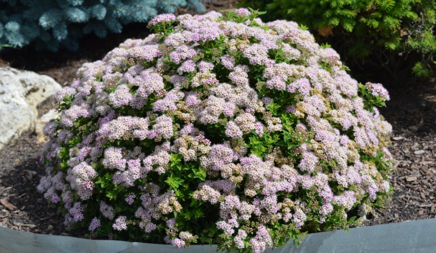 Спірея Джапаниз Дварф Спірея Джапаниз Дварф