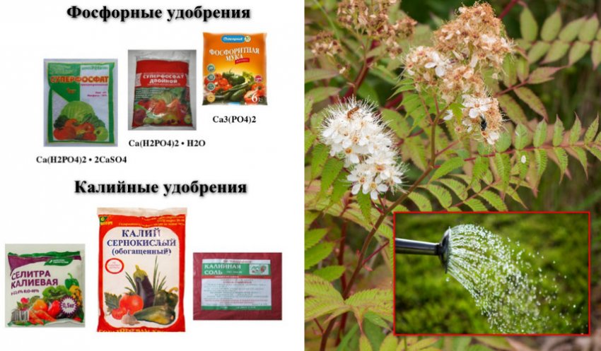 Полив і підгодівля спіреї