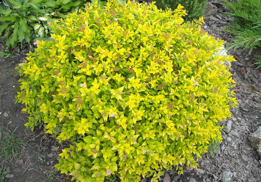 Спірея Голдмаунд Спірея Голдмаунд