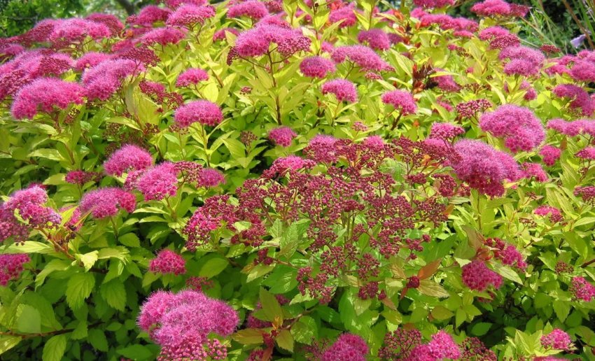 Спірея Голден Принцес Спірея Голден Принцес