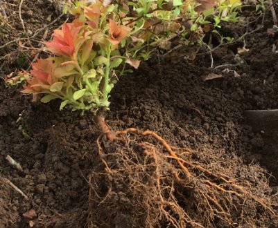 Час пересадки спіреї