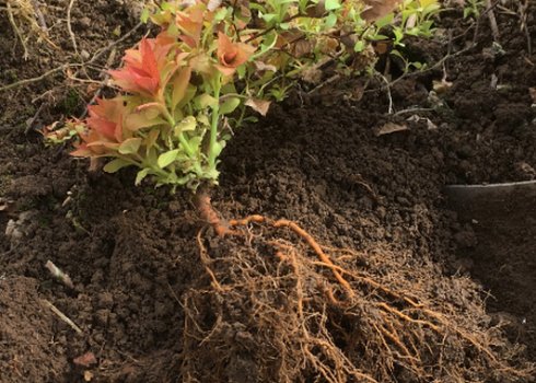 Время пересадки спиреи