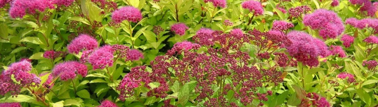 Розмноження діленням куща спіреї