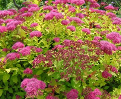 Розмноження діленням куща спіреї