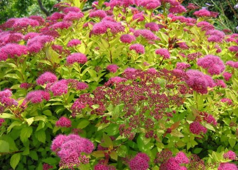 Размножение спиреи делением куста