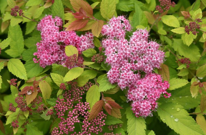 Спірея Big Bang