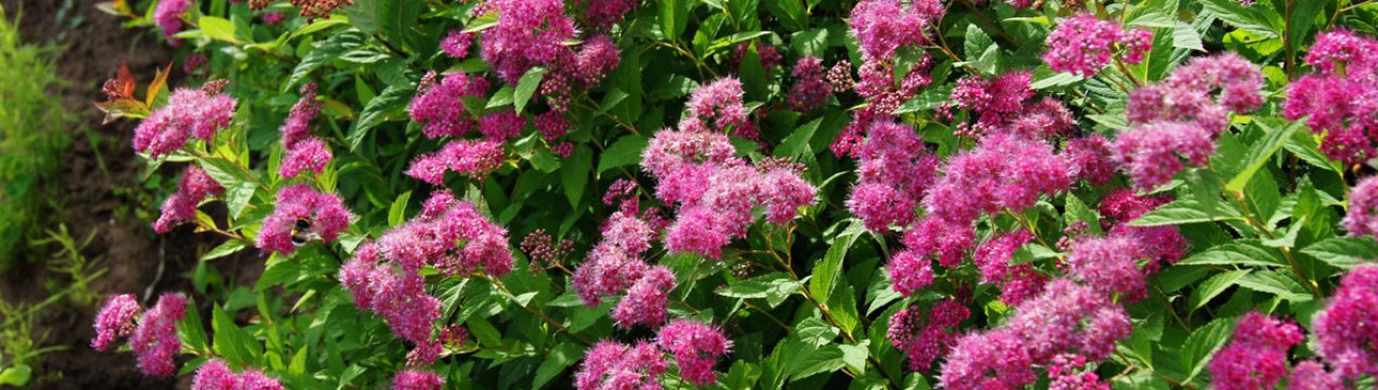 Види рожевих кущів спіреї