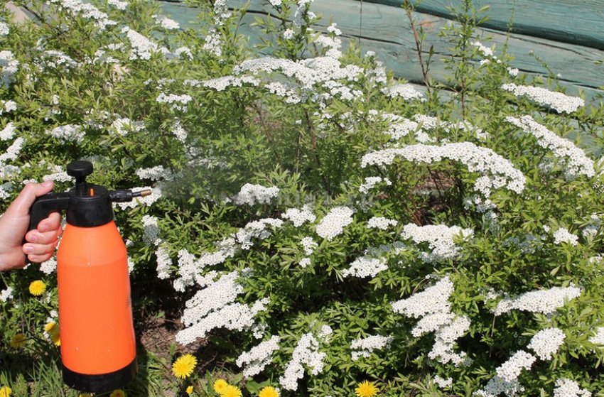 Добриво спіреї