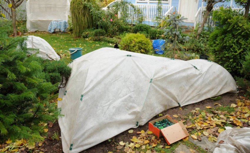 Укриття спіреї на зиму