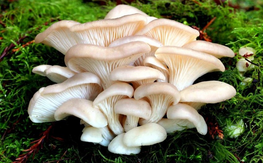 Глива звичайна Глива звичайна