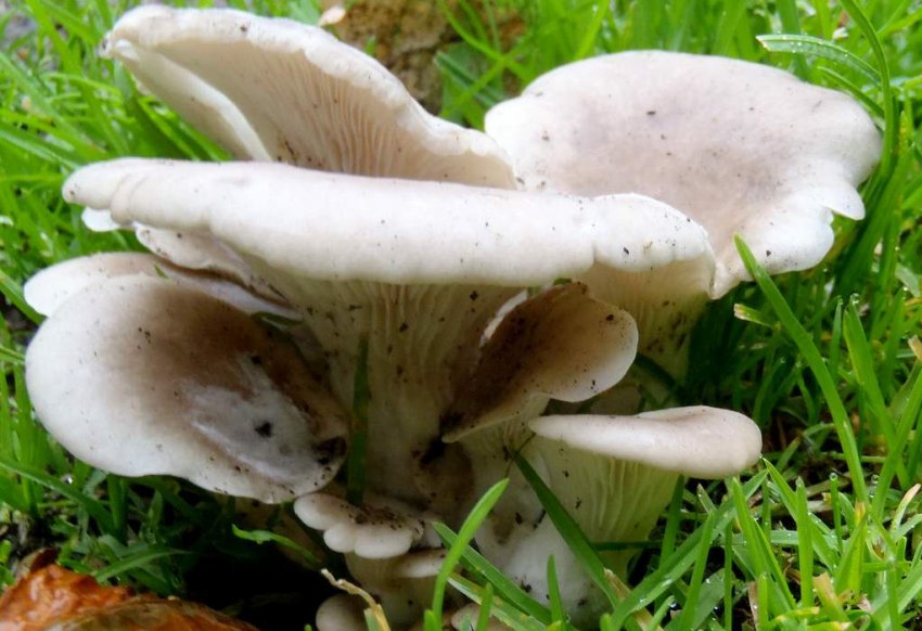 Глива рожковидная Глива рожковидная