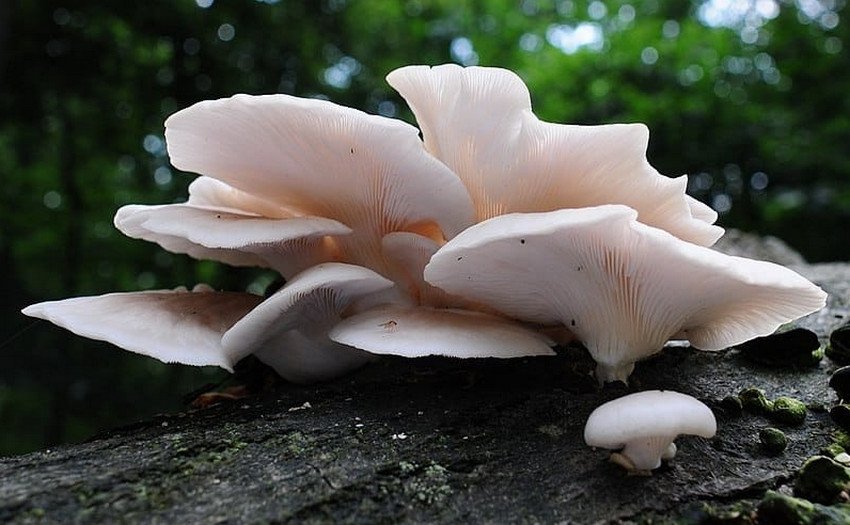 Глива білувата Глива білувата