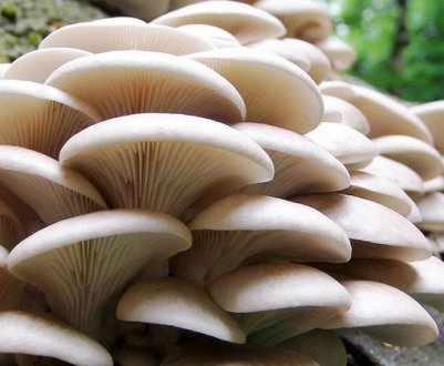 Гливи: зовнішній вигляд грибів, де зустрічаються, властивості, застосування