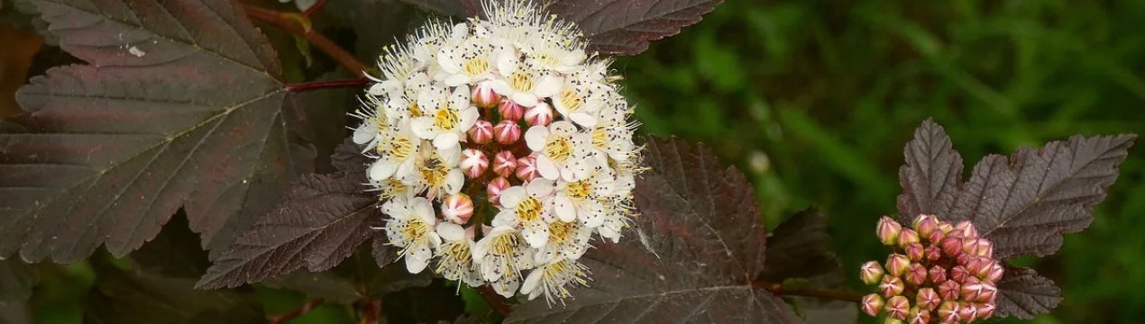 Сорти спіреї калинолистной: фото і опис, вирощування