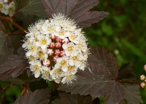 Сорта спиреи калинолистной: фото и описание, выращивание