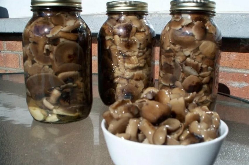 Під гнітом Під гнітом