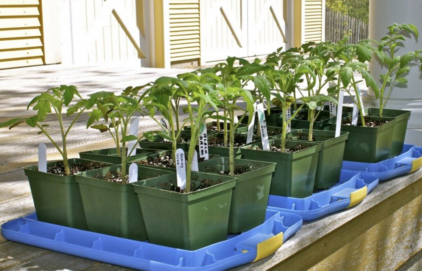 Загартовування розсади