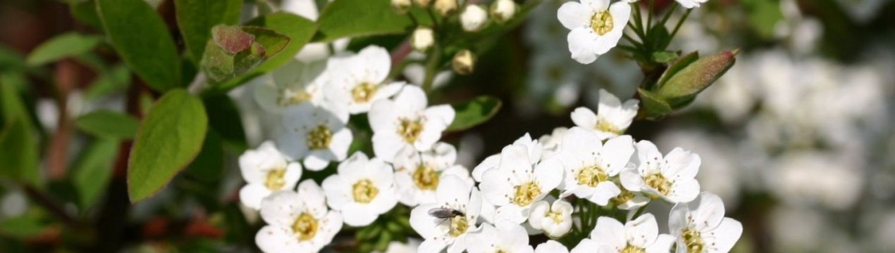 Опис і особливості вирощування спіреї сорти Грефшейм