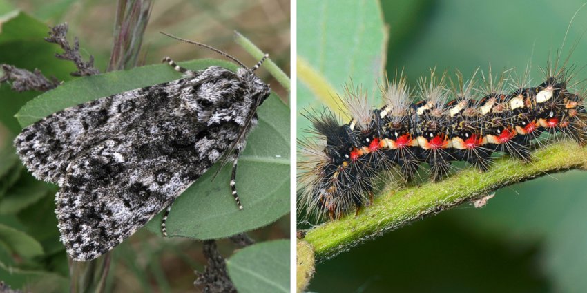 Метелик і гусениця стрельчатки