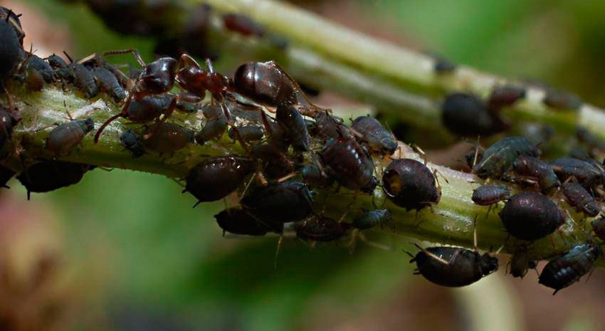 Колонії бобової попелиці