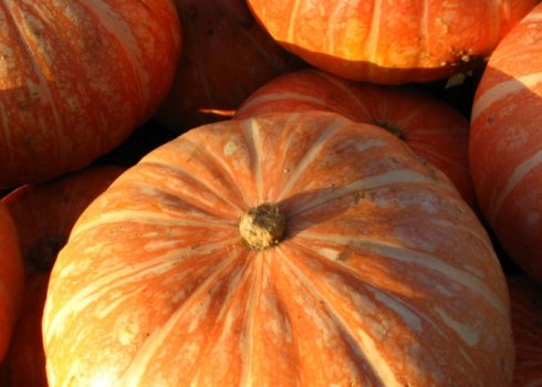 Гарбуз «Росіянка»: опис сорту, особливості вирощування та догляду