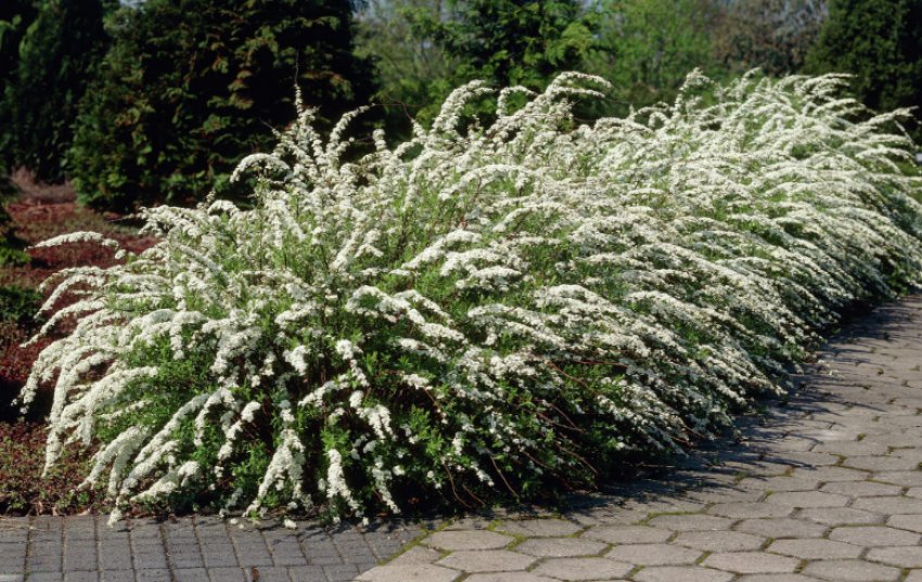 Спірея сіра