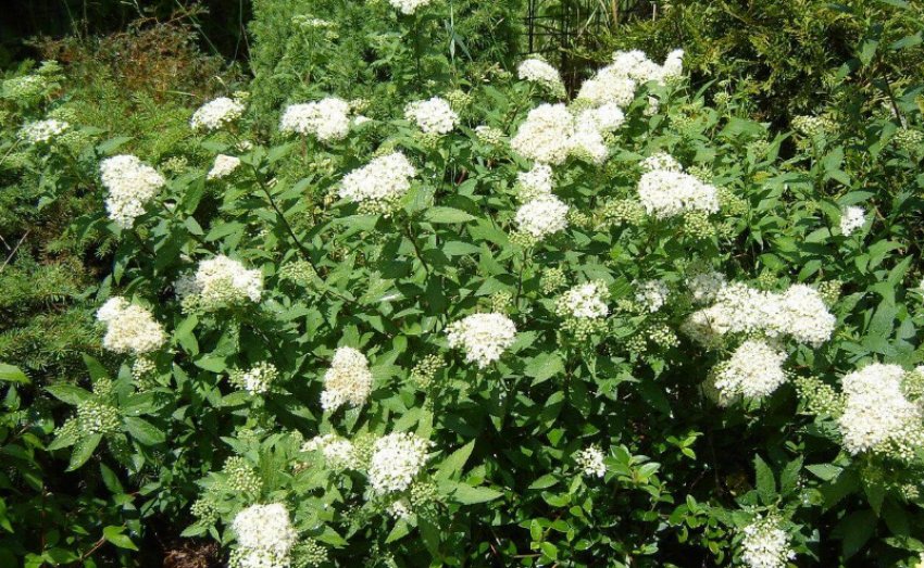 Спірея Широбана