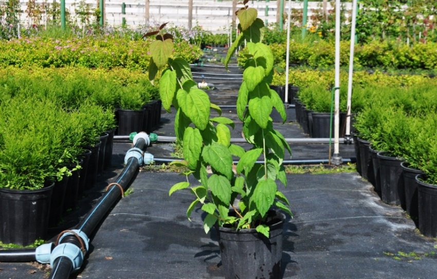 Саджанці спіреї